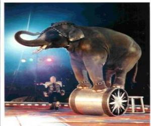 Puzzle Εκπαιδευμένοι ελέφαντα που ενεργούν σε ένα τσίρκο με τα πόδια σε ένα κύλινδρο